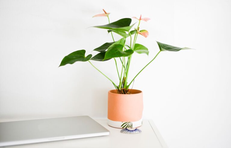 Maximum productivity as a Content Creator